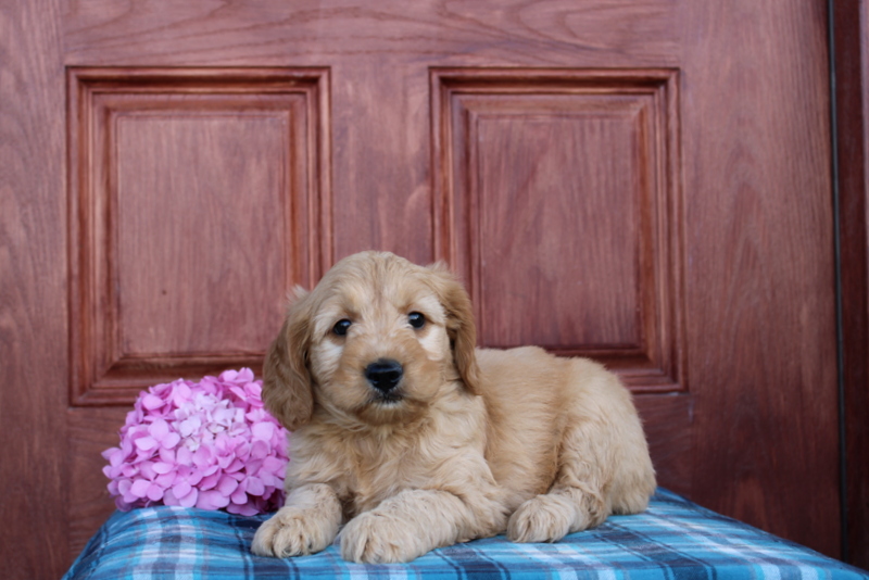 puppy, for, sale, Mini  Goldendoodle, Matthew B. Stoltzfus, dog, breeder, Gap, PA, dog-breeder, puppy-for-sale, forsale, nearby, find, puppyfind, locator, puppylocator, aca